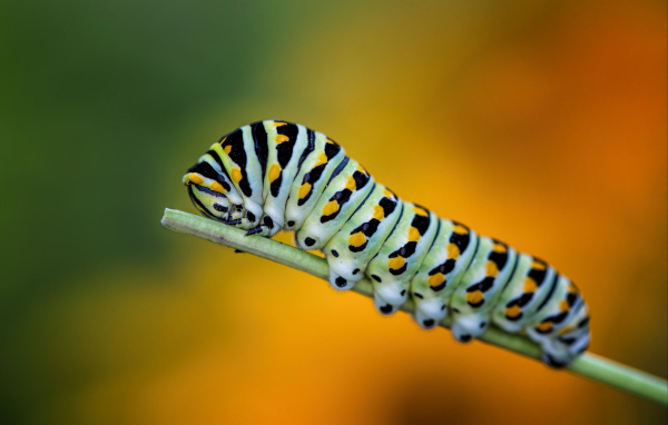 Большая зеленая гусеница на зеленой траве