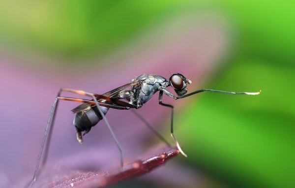 Большой комар крупным планом