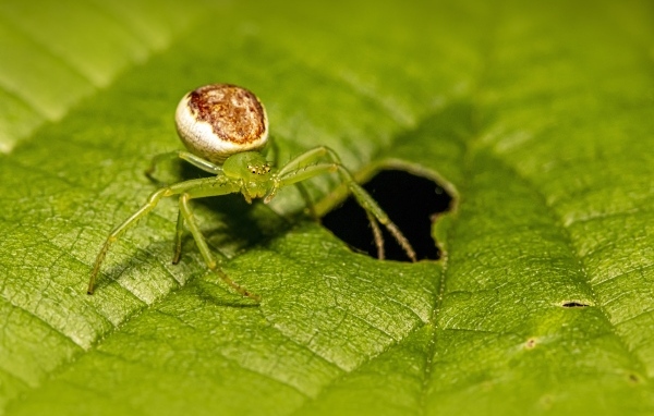 Большой паук сидит на зеленом листе