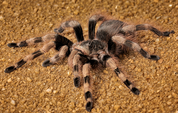 Большой тарантул на земле крупным планом