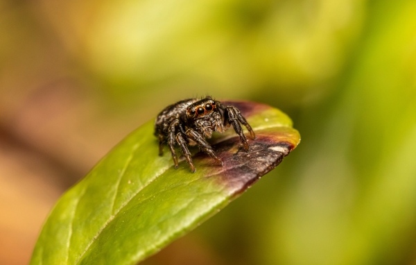 Черный глазастый паук сидит на зеленом листе