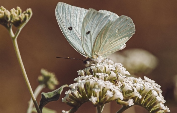 Голубая бабочка сидит на цветке