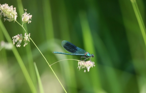 Голубая стрекоза сидит на колоске