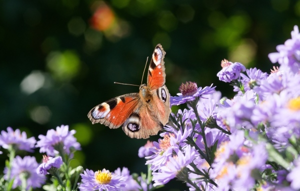 Коричневая бабочка сидит на цветке сентябринки