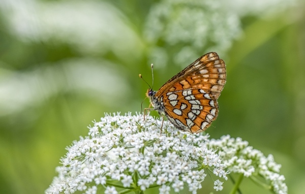 Коричневая бабочка сидит на белом цветке