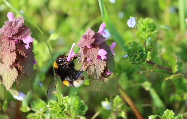 Шмель сидит на розовом цветке крапивы
