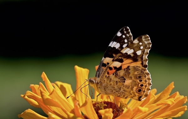 Бабочка крупным планом на цветке циннии