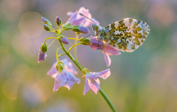 Бабочка сидит на розовом нежном цветке