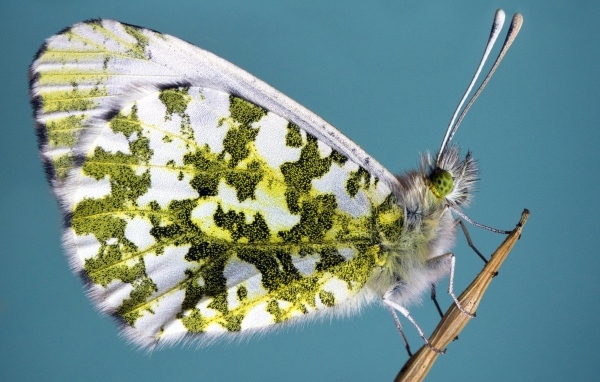 Бабочка сидит на стебле на голубом фоне