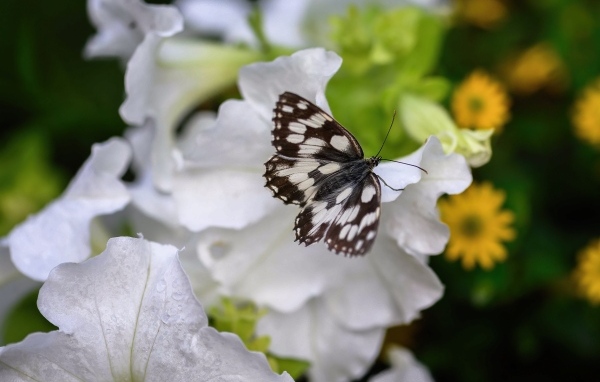 Бабочка сидит на белом цветке петунии
