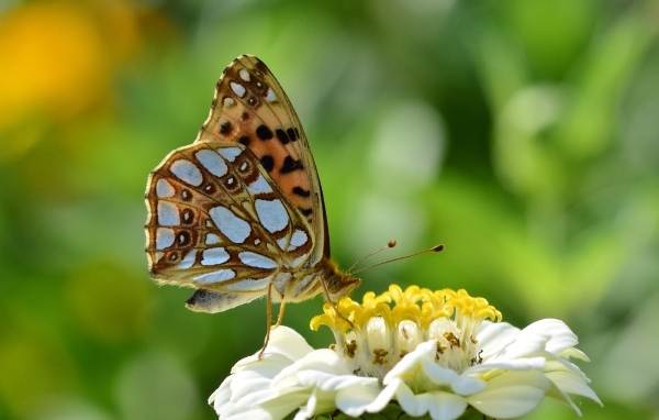 Бабочка сидит на белом цветке циннии