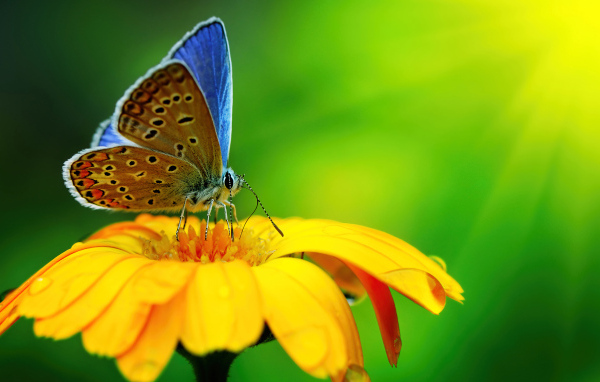 Бабочка сидит на оранжевом цветке крупным планом