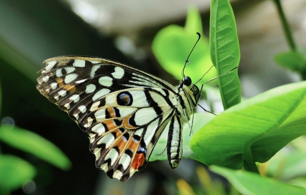 Бабочка махаон сидит на зеленом листке