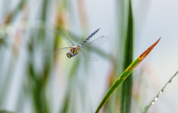 Стрекоза кружит над травой