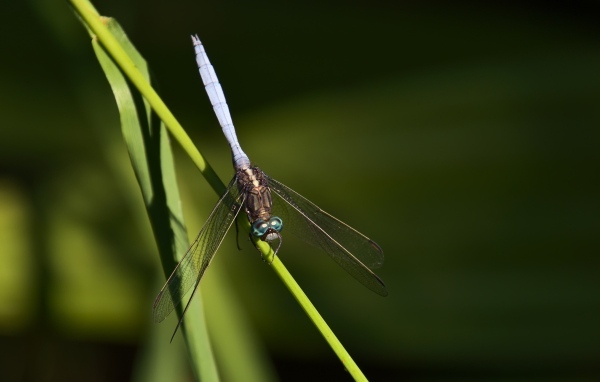 Стрекоза сидит на зеленом листке