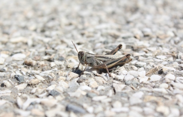Кузнечик на дороге