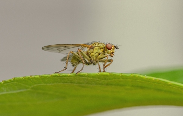 Зеленая муха сидит на листке