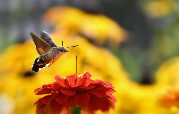 Насекомое бражник над цветком циннии