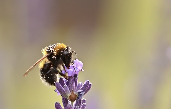 Пчела медонос сидит на цветке