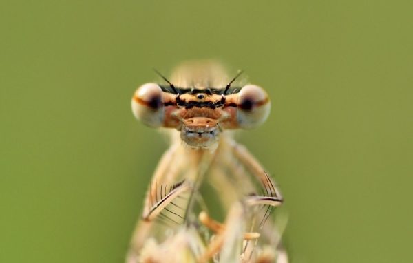 Большие глаза стрекозы крупным планом