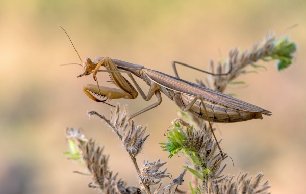 Большой богомол сидит на растении