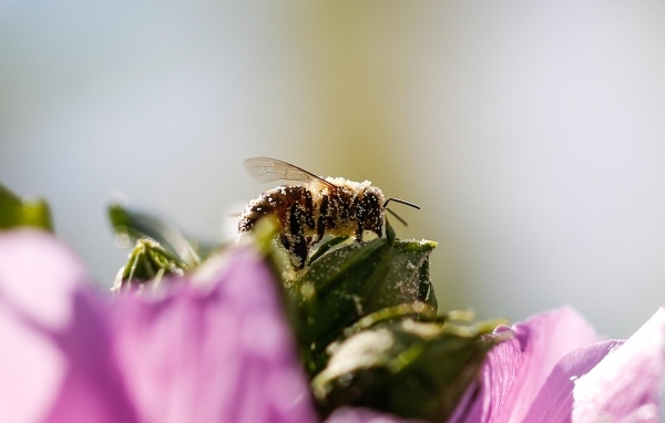 Маленькая пчела  в пыльце на цветке