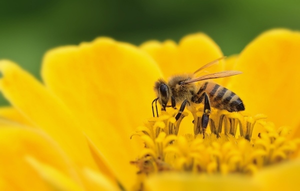 Маленькая пчела на желтом цветке циннии 