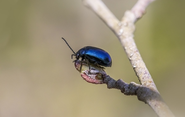 Маленький синий жук сидит на ветке дерева
