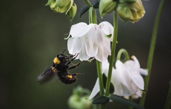 Маленький шмель у белых цветов