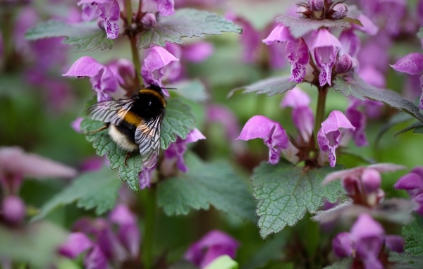Маленький шмель на розовых цветах крапивы