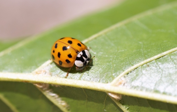 Маленькая божья коровка на зеленом листе