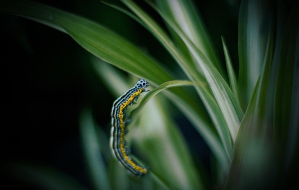 Разноцветная гусеница на зеленой траве