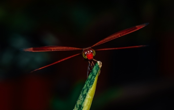 Красная стрекоза сидит на траве