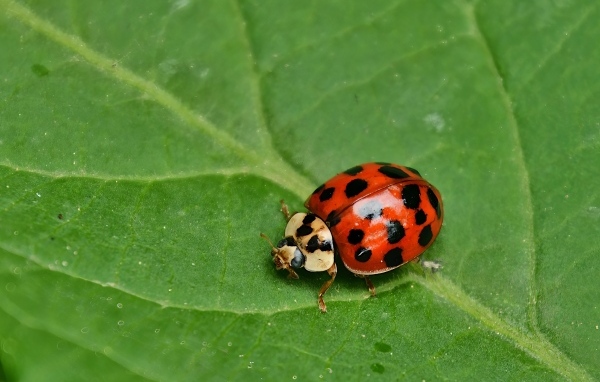 Красная божья коровка на зеленом листе крупным планом