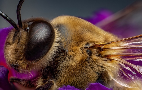Лохматая пчела на цветке крупным планом