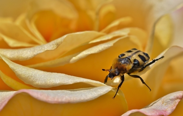 Маленький жук на цветке розы