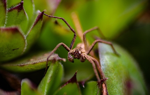 Паук прячется в зеленых листьях