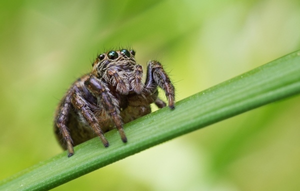 Паук с большими глазами на зеленом листке