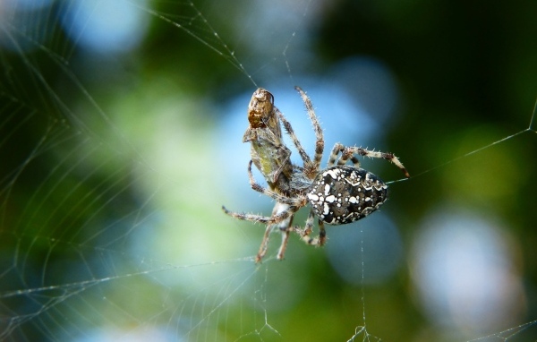 Паук с добычей в паутине