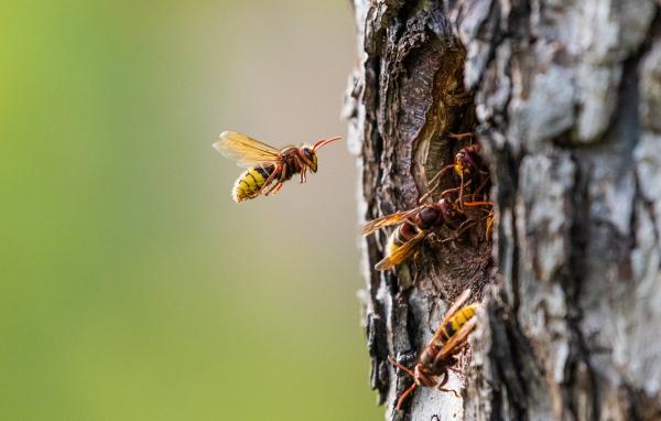 Пчелы сделали улей в дупле дерева