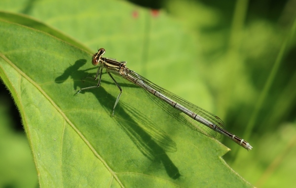 Прозрачная стрекоза на зеленом листе