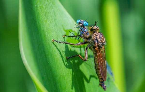 Две стрекозы на зеленом листе