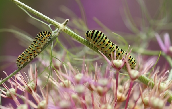 Две зеленые гусеницы на цветке