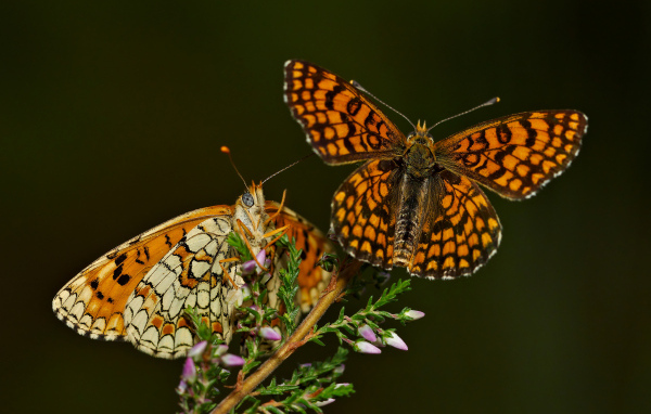 Две крупные бабочки на цветке