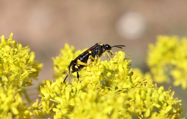 Оса сидит на желтом цветке