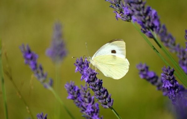 Белая бабочка сидит на цветке лаванды