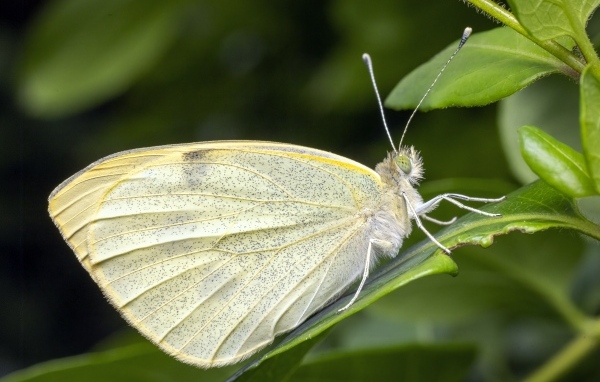 Белая бабочка сидит на зеленом листе