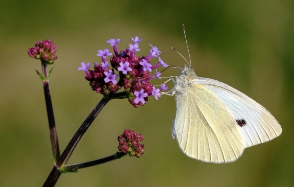 Белая бабочка капустница на цветке