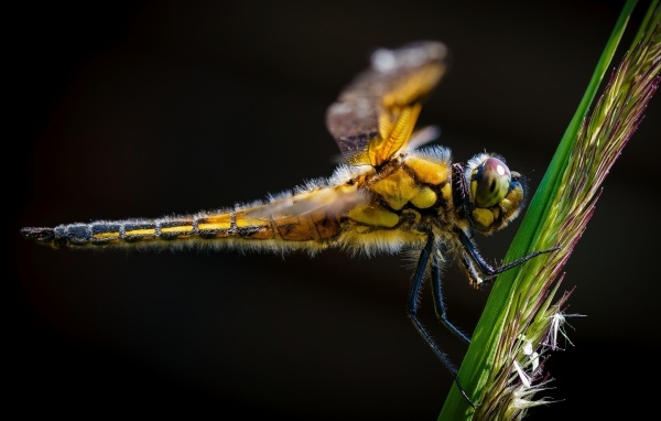 Желтая стрекоза за зеленом колоске на черном фоне