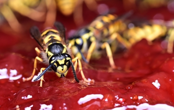 Желтые осы сидят на варенье